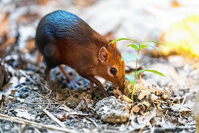 Bild 4: Kurioser Neuzugang: Täglich grüßt das Rüsselhündchen im Basler Zoo