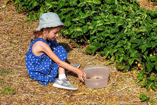 Bild 16: Sommerzeit ist Erdbeerzeit