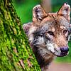 Ein Wolf schaut hinter einem Baum im Wildpark Poing hervor. (Symbolbild)