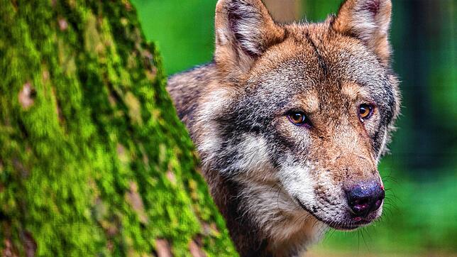 Ein Wolf schaut hinter einem Baum im Wildpark Poing hervor. (Symbolbild)