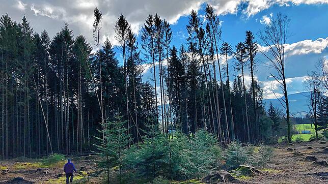 Waldbesitzer Herbert Denz begutachtet die Schäden in seinem Wald in Binzgen, die Sturmtief &bdquo;Petra&ldquo; hinterlassen hat. Im ...