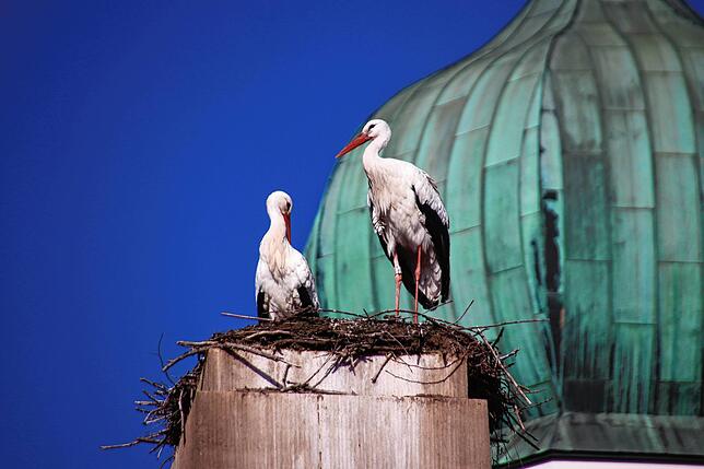 Bild 16: Traute Zweisamkeit: Die Störche Hans und Nelli II sind wieder in ihr Nest in der Oberstadt zurückgekehrt