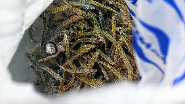 Die Äschen, die in diesem Frühjahr geschlüpft sind, im großen Plastiksack, mit dem sie von der Fischzuchtanstalt Langenargen nach ...