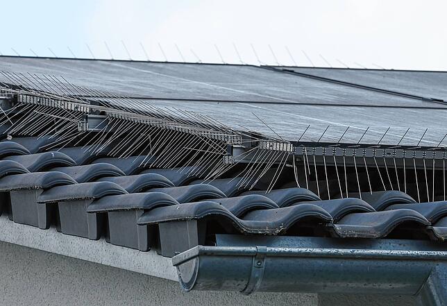 Mit Vorrichtungen wie diesen Metalldornen können Hausbesitzer ihre Solaranlage auf dem Dach gegen Tauben sichern.