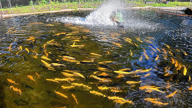 Auch Goldforellen hat Familie Wuchner im Angebot. Das Gerät in der Mitte des Teichs ist ein Belüfter, der das Wasser mit Sauerstoff ...
