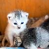 Viele junge Katzen sollten derzeit vermittelt werden &ndash; doch die Zeiten dafür sind denkbar ungünstig.