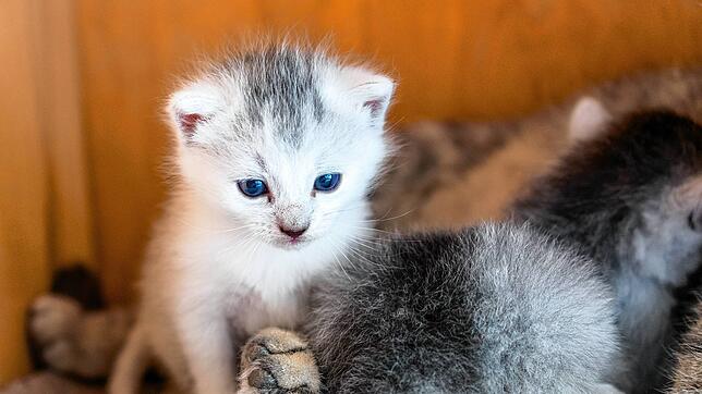 Viele junge Katzen sollten derzeit vermittelt werden &ndash; doch die Zeiten dafür sind denkbar ungünstig.