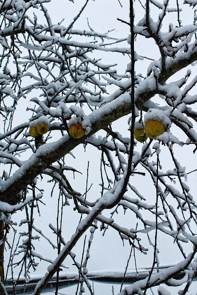 Schneebedeckte Bäume
