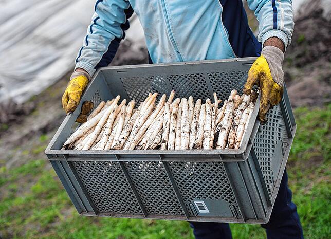 Wer holt die Kisten mit Spargel vom Feld?
