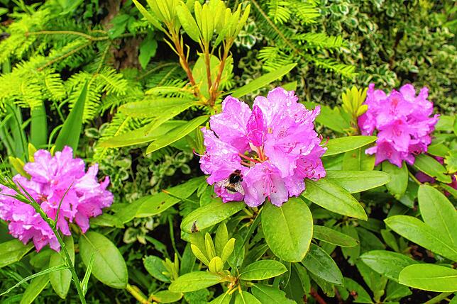 Die Blüten des Rhododendron ziehen Hummeln an. Da ihr Rüssel länger als der von Bienen ist, kommen sie gut an den Nektar.