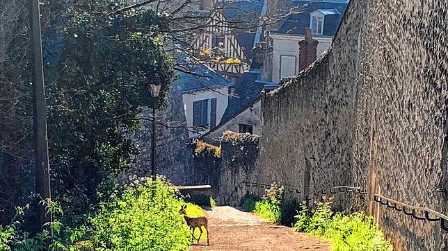 In Blois ist es wegen der Ausgangssperre so ruhig, dass sich Rehe in die Randgebiete der Stadt vorwagen.