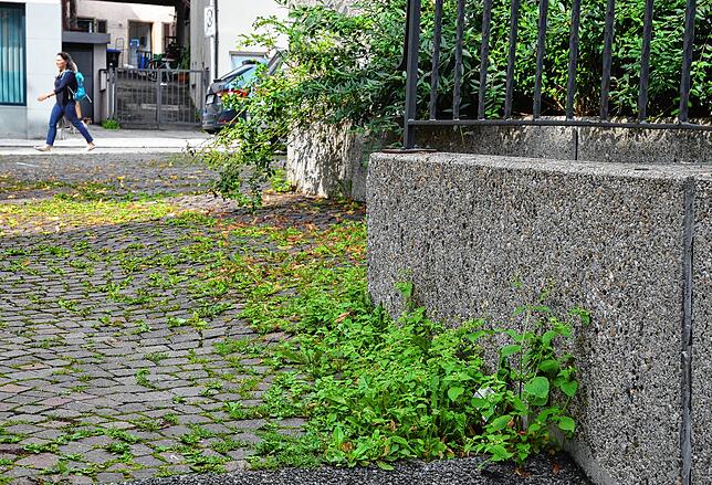 Vielen Stadträten ein Dorn im Auge: das wuchernde Grün in der Stadt.