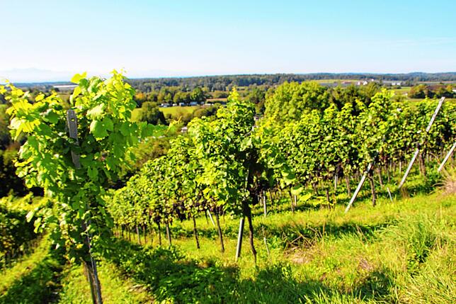 An der Wanger Halde am Westrand der Stadt Richtung Bermatingen wird auf rund sieben Hektar Wein angebaut. Die Fläche hat der ...