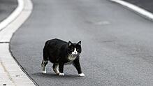 (Symbolbild) Eine die Straße überquerende Katze hat in Seelfingen für einen Unfall gesorgt. Foto: Jan Woitas/dpa