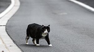 (Symbolbild) Eine die Straße überquerende Katze hat in Seelfingen für einen Unfall gesorgt. Foto: Jan Woitas/dpa