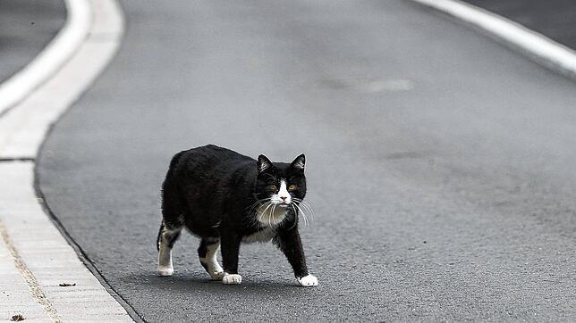 (Symbolbild) Eine die Straße überquerende Katze hat in Seelfingen für einen Unfall gesorgt. Foto: Jan Woitas/dpa
