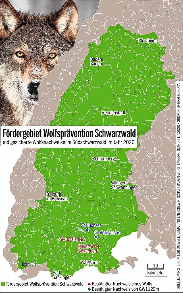 Bild 2: Was wurde aus dem Wolf im Kreis Waldshut? Das Tier GW1129m ist jetzt im Südschwarzwald daheim