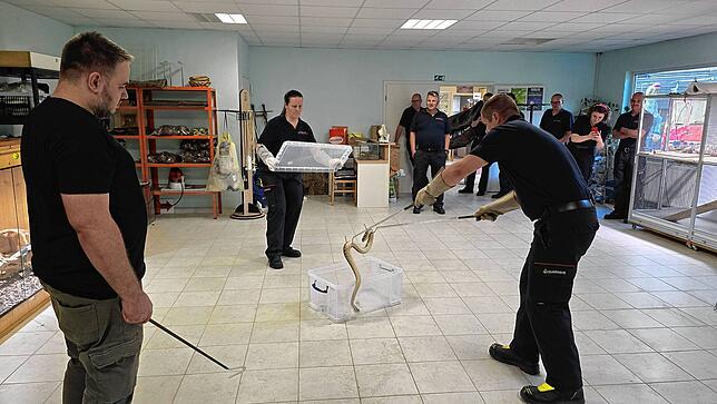 Feuerwehrleute üben bei einer Einsatzprobe den fachgerechten Umgang mit Schlangen. Dabei wurde trainiert, wie ein Reptil sicher in eine ...
