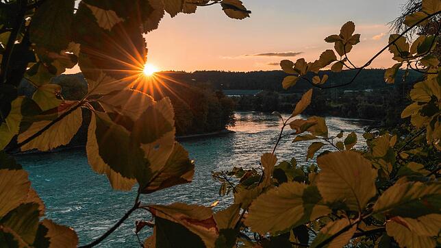 Herbstlicher Sonnenuntergang durch noch dichtes Blätterwerk am Rhein bei Ettikon.