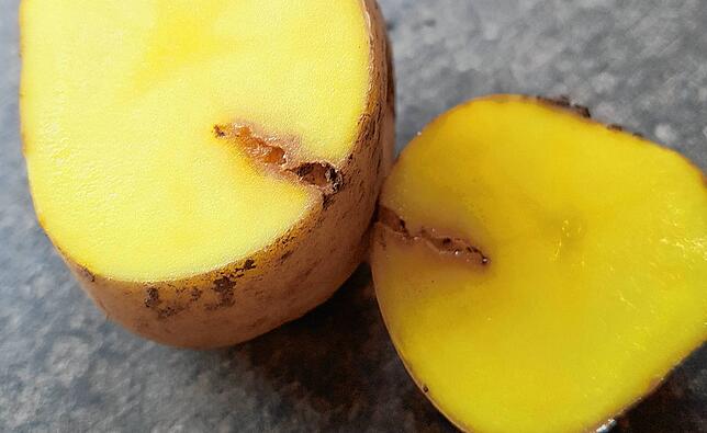 Solche Spuren hinterlässt der Schädling in den Kartoffeln. Das macht sie unverkäuflich.