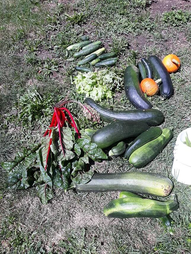 Jede Menge Zucchini und Mangold können in diesen Wochen geerntet werden.