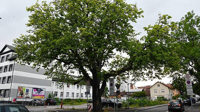 Der Parkplatz an der Ecke von Freiheitstraße und Höristraße: Hier soll ein Gebäude mit 31 Wohnungen entstehen. Die große Kastanie im ...