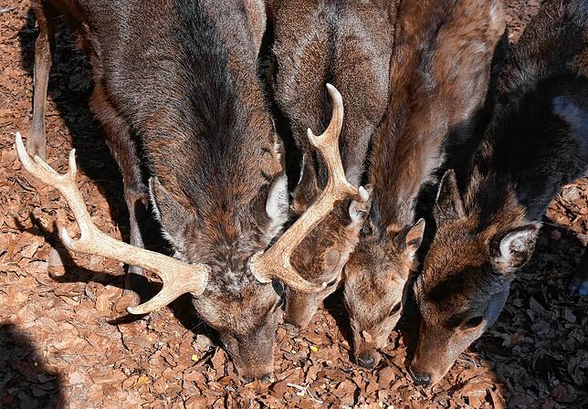 Bild 8: Tiere im Wildgehege und ihr Nachwuchs genießen die Sonne