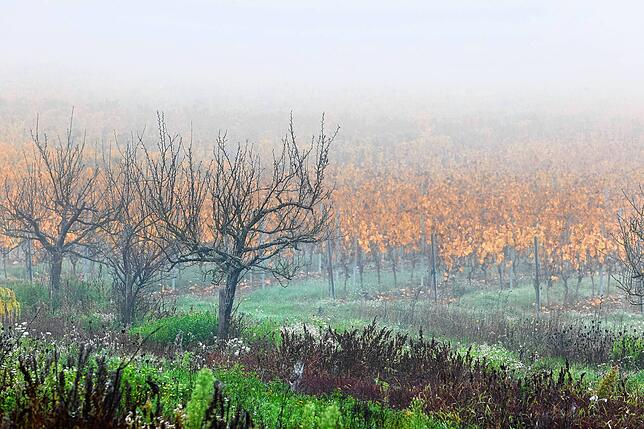 Nebel liegt über einer Streuobstwiese und den herbstlichen Weinbergen.