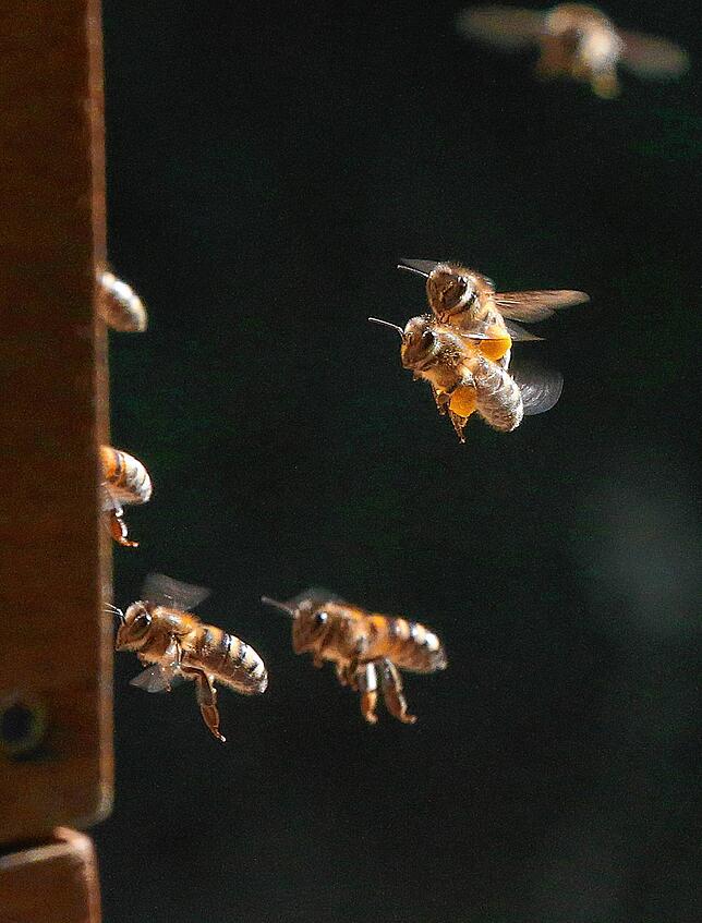 Mit dicken Pollenhöschen fliegen Honigbienen ihren Bienenstock an (Symbolbild). Manch ein Insekt verfliegt sich unterwegs und landet in ...
