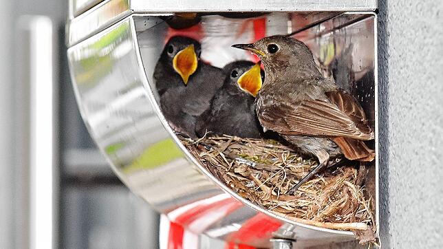 Mit offenen Mäulern wartet der Vogelnachwuchs auf die Leckereien, die die Mutter ihnen bringt.