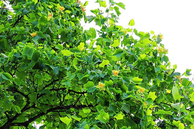 Trotz der tulpenförmigen Blüten hat der Tulpenbaum nichts mit der Blume zu tun.