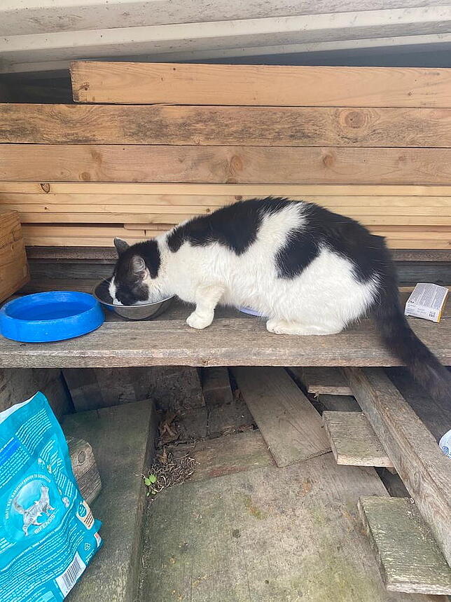 Eine Katze in der Obhut des Tierschutzvereins Villingen-Schwenningen. Der Club hat mit dem Geld aus dem Vereinswettbewerb 142 Katzen ...