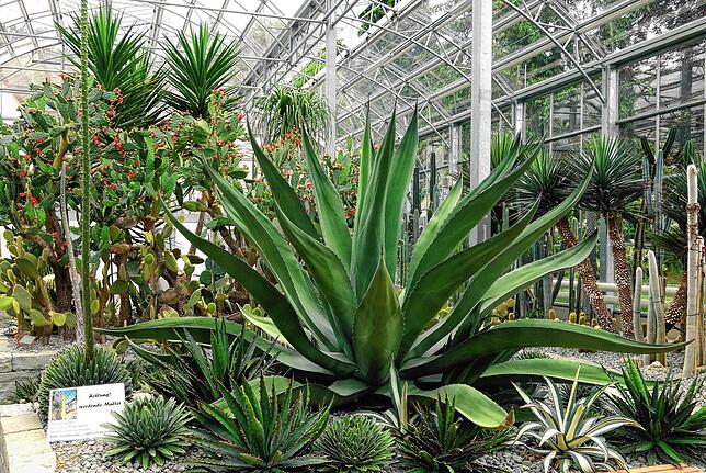 Die prächtige Agave im Eingangsbereich des Pflanzenhauses hat an ihrem neuen Standort bereits mächtig zugelegt. Die Sorte daneben hat ...