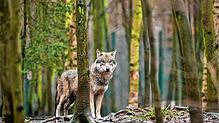 Unser Symbolbild zeigt einen Wolf in Sachsen-Anhalt. Auch in Baden-Württemberg breitet sich das Tier wieder aus, im Schwarzwald sind ...