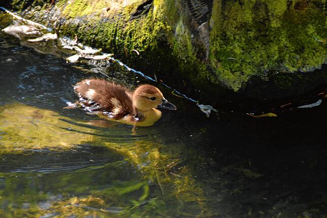Die Entenküken genießen bei den Temperaturen ihre nasse Kinderstube, die sie sich teilweise mit Fischen teilen.