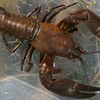 Diesen Signalkrebs hat Benjamin Luithle 2022 aus der Donau gefischt. Er sagt: &bdquo;Die schmecken hervorragend.&ldquo; Die invasive Art ...