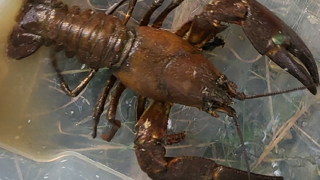 Diesen Signalkrebs hat Benjamin Luithle 2022 aus der Donau gefischt. Er sagt: &bdquo;Die schmecken hervorragend.&ldquo; Die invasive Art ...