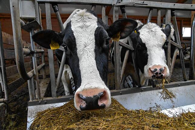Die Kühe im Stall von Bernhard Kienzler haben von den ganzen Aktionen rund um die Landwirtschaft nicht mitbekommen: Sie sind gelassen, ...