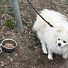 (Archivbild von März 2025) So fand eine Passantin den Hund im Konstanzer Paradies. Nun ist der Spitz vermittelt und darf noch diese ...