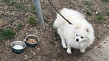 (Archivbild von März 2025) So fand eine Passantin den Hund im Konstanzer Paradies. Nun ist der Spitz vermittelt und darf noch diese ...