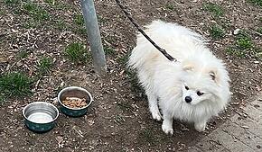 (Archivbild von März 2025) So fand eine Passantin den Hund im Konstanzer Paradies. Nun ist der Spitz vermittelt und darf noch diese ...