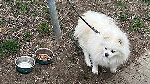 (Archivbild von März 2025) So fand eine Passantin den Hund im Konstanzer Paradies. Nun ist der Spitz vermittelt und darf noch diese ...