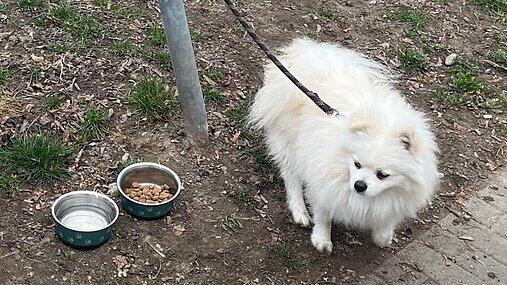 (Archivbild von März 2025) So fand eine Passantin den Hund im Konstanzer Paradies. Nun ist der Spitz vermittelt und darf noch diese ...