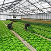 In der Gärtnerei des Lehenhofes arbeiten Bewohner und Mitarbeiter der Camphill-Einrichtung. In der Dorfgemeinschaft im Deggenhausertal ...