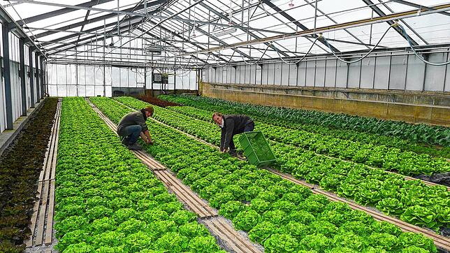 In der Gärtnerei des Lehenhofes arbeiten Bewohner und Mitarbeiter der Camphill-Einrichtung. In der Dorfgemeinschaft im Deggenhausertal ...