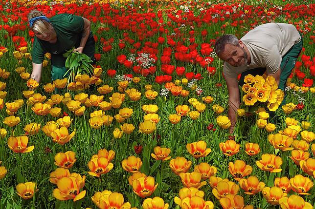 Bild 1: Ein bunter Blumengruß von der Mainau: Tausende Tulpen gehen an die Bewohner der Konstanzer Alten- und Pflegeheime