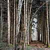 Blick in einen Wald (Symbolbild). In Radolfzell müssen Anfang 2025 zum Teil Bäume gefällt werden.
