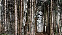 Blick in einen Wald (Symbolbild). In Radolfzell müssen Anfang 2025 zum Teil Bäume gefällt werden.