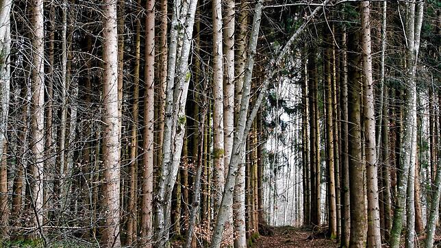 Blick in einen Wald (Symbolbild). In Radolfzell müssen Anfang 2025 zum Teil Bäume gefällt werden.
