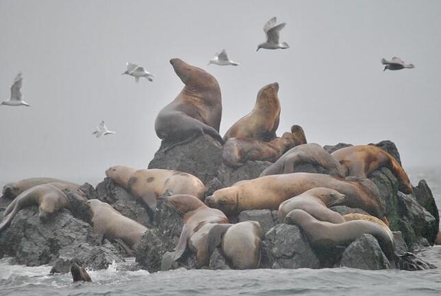 Bild 11: Die schönsten Tierfotos aus Alaska und British Columbia